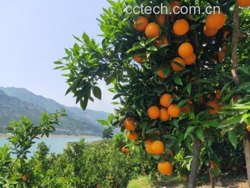 一片郁郁葱葱的夏橙果园,阳光洒落在挂满金黄色果实的橙树上,成熟的夏橙密集地悬挂在枝头,部分果皮呈现微微泛红的色泽,背景为丘陵地貌,清晨薄雾缭绕,体现夏橙生长的生态环境 夏橙果园全景图