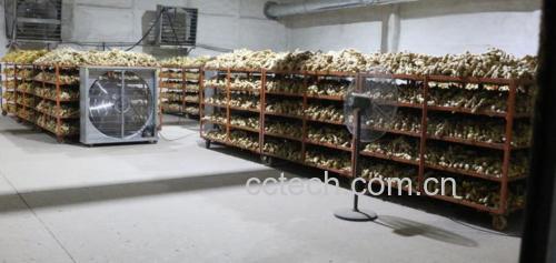 中药材交易市场上,摊位前堆放着袋装与散装的大黄姜块茎,商贩正在称重,背景可见‘秦岭黄姜’‘地道药材’等招牌,体现产地流通环节 大黄姜药材市场交易场景
