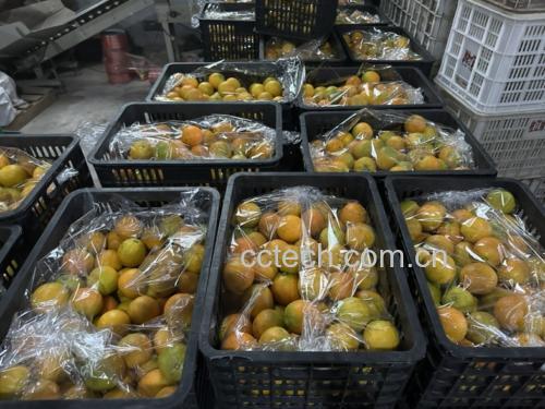 夏橙放入冰箱冷藏保鲜袋中保存的示意图 夏橙冷藏储存示意图