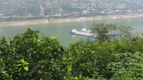 阳光下的夏橙果园,展示果实自然生长的状态 夏橙果园实景图
