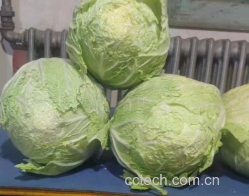 透明塑料保鲜盒内整齐码放着半颗切开的黄心白菜,菜心朝上,表面干燥无积水,周围垫有白色吸水纸巾,背景为家用冰箱冷藏室内景,温度显示为4℃ 黄心白菜在冰箱保鲜盒中的储存状态