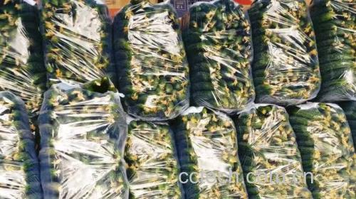 展示一杯以密刺黄瓜为主要原料的清凉饮品,配有柠檬片、薄荷叶点缀 黄瓜清凉饮品示意图