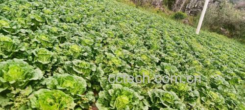 阳光下的黄心白菜田地,整齐排列的绿色植株在阳光照射下生机勃勃,远处有农民正在采收 黄心白菜农田种植场景