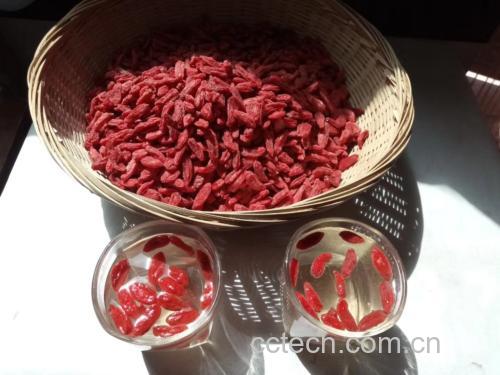 展示桑葚与枸杞营养成分的柱状图对比,包括花青素、维生素C、胡萝卜素、多糖等关键营养素 桑葚与枸杞营养成分对比图