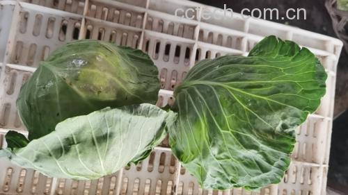 新鲜圆包菜整颗特写,背景为厨房台面,干净整洁 圆包菜原材料展示