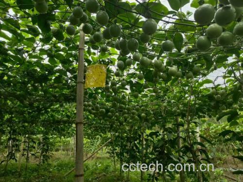 阳光下的黄金百香果种植园,果实挂满藤蔓 黄金百香果果园实景图