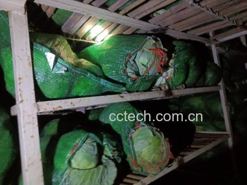 圆包菜被切成细丝,摆放在竹筛上晾晒 圆包菜切丝过程