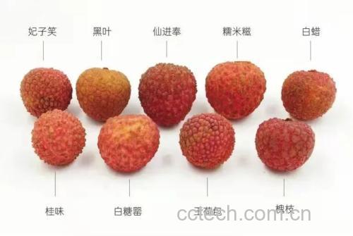 桂味荔枝与妃子笑、糯米糍品种形态对比:清晰展示桂味特有的青红渐变果皮、明显耸起果肩、尖锐凸起龟裂片,对比妃子笑的均匀红色与平肩、糯米糍的光滑全红果皮,突出品种鉴别核心特征 桂味荔枝与常见荔枝品种对比图:左起桂味(青红渐变、耸肩、尖裂片)、妃子笑(红艳均匀、平肩、钝裂片)、糯米糍(全红饱满、无裂纹)