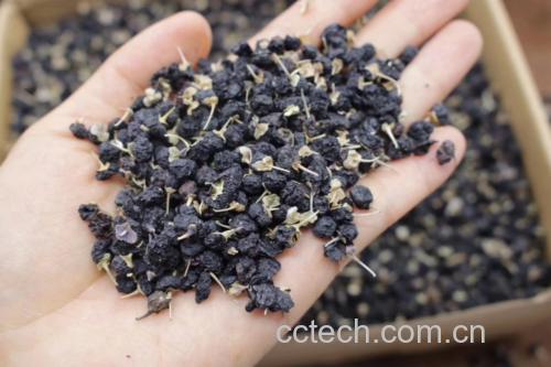 实验室条件下黑枸杞在60℃恒温水中的理想萃取状态:花青素充分溶出形成均匀紫红色透明溶液,枸杞果肉结构完整,无热损伤迹象,温度计实时显示60.2℃ 黑枸杞在60℃温水中缓慢释放紫红色花青素溶液的特写摄影,玻璃杯中清水渐变为透亮宝石紫色,枸杞果实饱满未碎裂,杯壁无沉淀,背景为实验室恒温水浴锅与数字温度计显示60.2℃