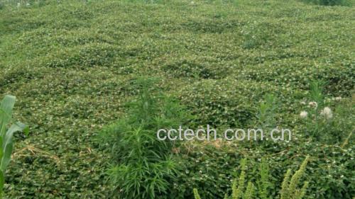一片湿润山坡上的鱼腥草植株,叶片心形绿色,根部埋于土壤中,部分被挖出露出白色细长根茎,周围有落叶覆盖,环境阴湿,体现其喜阴湿的生长习性 鱼腥草根生长环境图