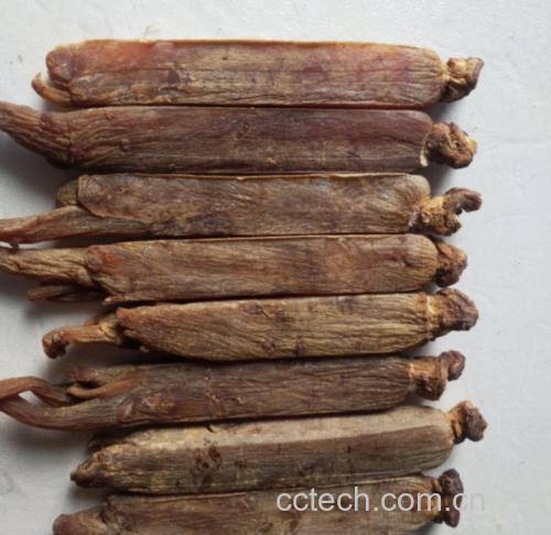 高清图片展示正官庄高丽参产品的外观细节,包括包装和参体形态 高丽参特写