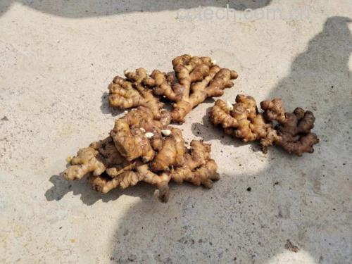 图文说明感冒期间应避免的食品类型,包括高丽参等补益类食材 感冒期间饮食禁忌示意图