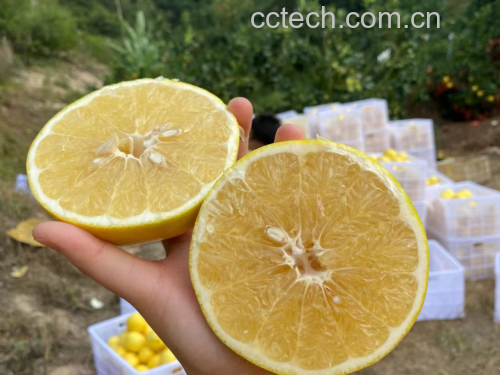 葡萄柚保存对比图