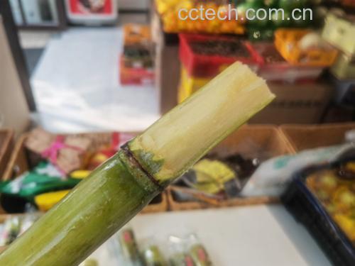 青皮甘蔗特写