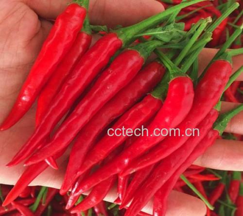 红椒酿糯米成品,色彩鲜艳,造型美观 红椒酿糯米成品图