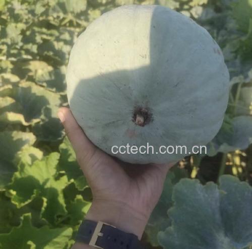 一个人正在轻轻敲击一个板栗南瓜,试图通过声音判断其内部质量 板栗南瓜敲击测试