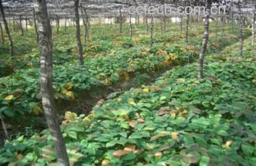 图片展示一处有机西洋参种植基地,土壤湿润,参苗整齐排列,工人正在田间劳作 西洋参种植基地实景图