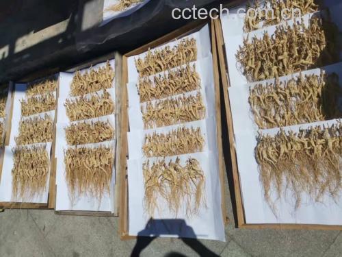 展示生晒山参横截面及须根放大细节,突出纹理结构和珍珠点特征 生晒山参断面与须根细节