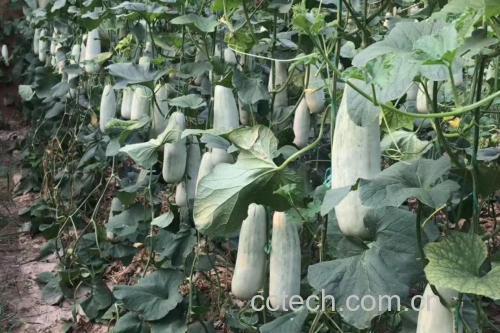 羊角蜜甜瓜果园采摘场景