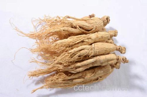 展示西洋参整根,呈淡黄色,质地坚实,表面有明显环纹 西洋参外观