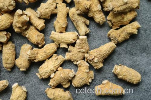 展示新鲜采摘的西洋参植株,根部清晰可见 西洋参植物图