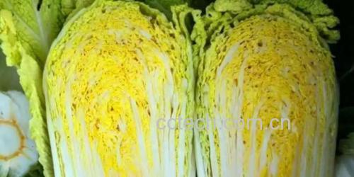 剖开的黄心白菜,清晰可见其金黄色的叶脉结构 黄心白菜切面展示