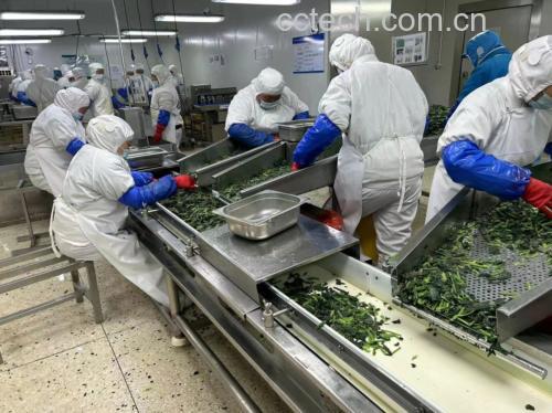 展示新鲜大叶菠菜在清水中清洗的过程 菠菜清洗过程
