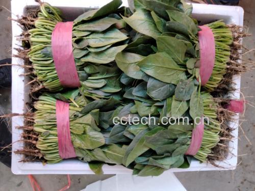 新鲜大叶菠菜正在被仔细清洗,准备入锅 新鲜大叶菠菜清洗过程