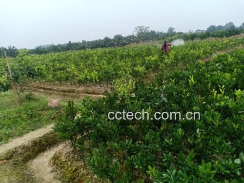 果园工作人员正在给梨树喷洒农药的画面,背景可见皇冠梨树和喷雾设备 果园喷洒农药场景