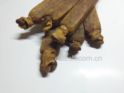 一根完整的六年生高丽参,呈人形或圆柱状,表皮呈黄褐色,有明显的横向环纹和纵向皱纹,须根清晰可见,整体干燥坚实,放置于白色背景上,光线柔和,突出其药材品质特征 高丽参根部特写