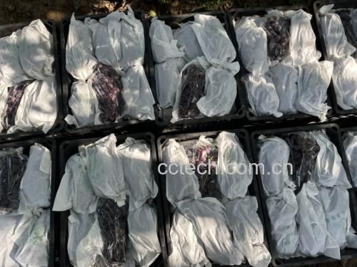 画面中央是一盘新鲜的巨峰葡萄,旁边配有燕麦片、酸奶、坚果和蔬菜沙拉,展现健康饮食组合 巨峰葡萄与健康饮食搭配图