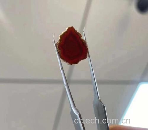 高丽参切片特写,展示其纹理与颜色 高丽参特写