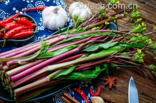 红菜苔冲菜成品高清图:展示成功冲制后的视觉特征——茎段呈鲜亮翡翠绿、断面水润有光泽、蒜末与小米辣分布均匀、无萎蔫或出水现象,突出‘脆、亮、香’三大品质 红菜苔冲菜成品特写:翠绿色斜切段整齐铺于白瓷盘,表面泛油光,点缀金黄蒜末与橙红小米辣圈,可见清晰茎节纹理与脆嫩断面