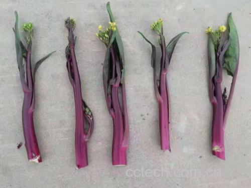 新鲜优质红菜苔特写图:展示典型霜后嫩苔特征——紫红色光滑茎秆、未开放的淡黄色小花苞、茎粗约1cm、表面有天然蜡质白霜,体现高水分与低纤维品质 红菜苔原料特写:带紫红嫩茎与紧实淡黄花苞的整株红菜苔,茎表覆薄层白霜,背景为竹编菜篮