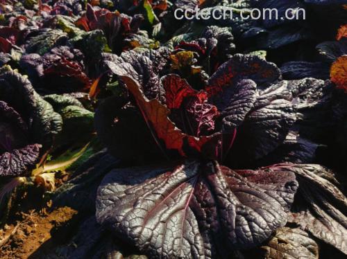 红菜苔焯水步骤图:锅中水开后加入红菜苔快速焯烫 红菜苔焯水步骤图