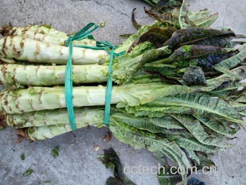 展示两筐红菜苔,一筐颜色鲜亮、茎叶饱满,另一筐颜色暗淡、叶片枯黄,用于对比挑选优劣 红菜苔挑选对比图