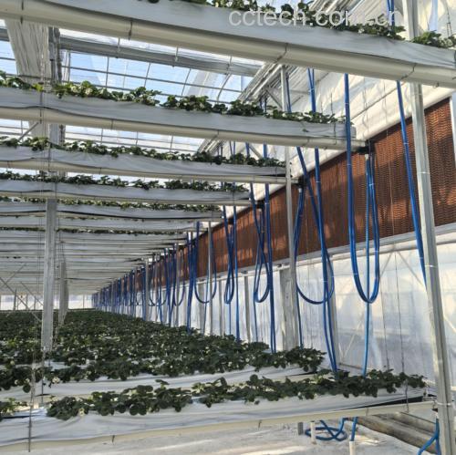 洁净车间内,技术人员正在操作超临界CO₂萃取设备,管道连接大型不锈钢罐体,显示屏显示温度与压力参数,旁边摆放着标有‘天然蜜桃香氛提取物’的密封容器,体现科技化农产品深加工场景 现代化蜜桃提取物生产车间