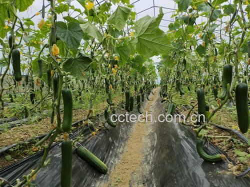 阳光下的旱黄瓜种植基地,植株茂盛,果实饱满 旱黄瓜种植田实景图