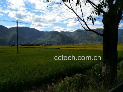 安第斯山脉高原农田中农民正在手工挖掘黑色块根状玛卡,土壤为火山灰质黑色壤土,远处可见雪山背景。农民身着传统服饰,阳光强烈,空气中弥漫薄雾,体现高海拔生态环境特征 黑玛卡种植与采收场景