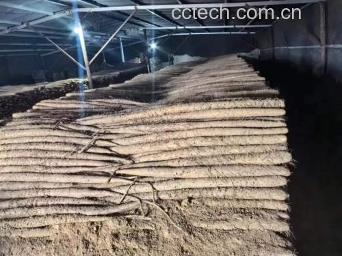 展示白玉山药与其他山药品种的外观与切面质感对比 白玉山药与普通山药对比图