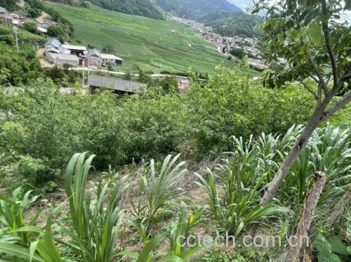 展示黑胡椒植株在热带雨林环境中自然生长的状态,突出其农产品属性 黑胡椒植物生长图