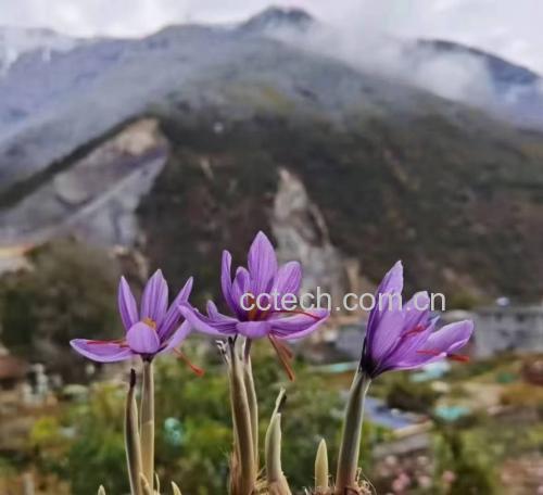 黑玛卡种植地实景图