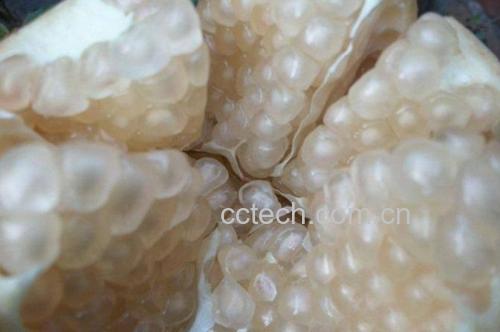 展示完整石榴果实及剖开后的晶莹果粒,突出其色泽鲜艳、果粒饱满的特点 新鲜采摘的会理石榴果实特写