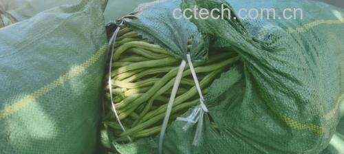 展示新鲜无筋豆的外观,豆荚呈翠绿色,表面光滑无明显凸起纤维 无筋豆实物图