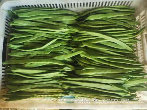 新鲜绿色的白扁豆成捆摆放在竹篮中 新鲜白扁豆