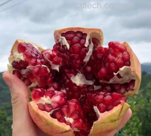 会理软籽石榴地理标志认证细节图：特写果皮贴附的防伪镭射标签，清晰显示‘会理石榴’中文及地理标志图形，标签旁为果实自然生长状态下的果蒂残留木质部特写