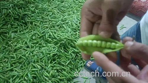图片说明:新鲜采摘的白扁豆实物图,展示其完整的豆荚和内部豆粒 白扁豆实物图,展示其外观特征
