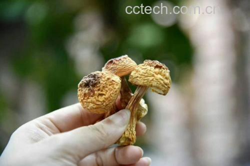 姬松茸与牛肉翻炒后的成品菜肴,摆盘精致,色泽诱人 姬松茸炒牛肉成品图
