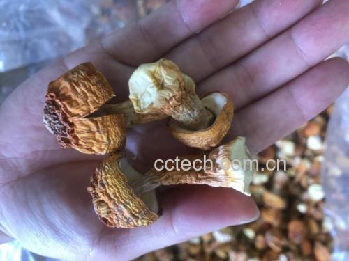 展示干制姬松茸在温水中泡发的过程,背景为厨房操作台 姬松茸泡发过程