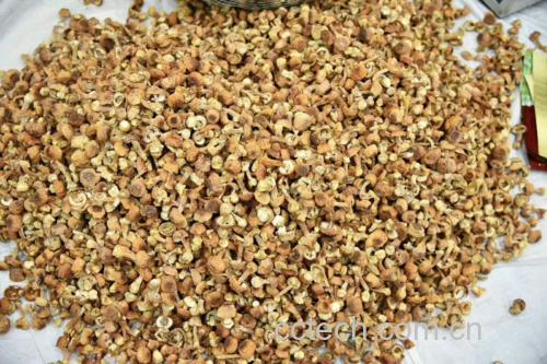 展示姬松茸在温水中泡发的过程,旁边摆放着泡发后的姬松茸与清水 姬松茸泡发过程